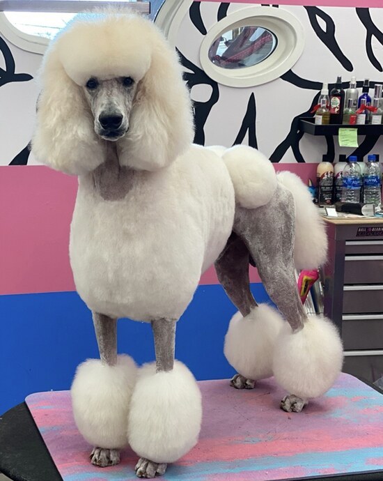 Dog after grooming at Designer Paws Salon